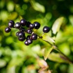 Vtáčí zob obyčajný (Ligustrum Vulgare) ´ATROVIRENS´ - výška 40-60 cm, kont. C2L